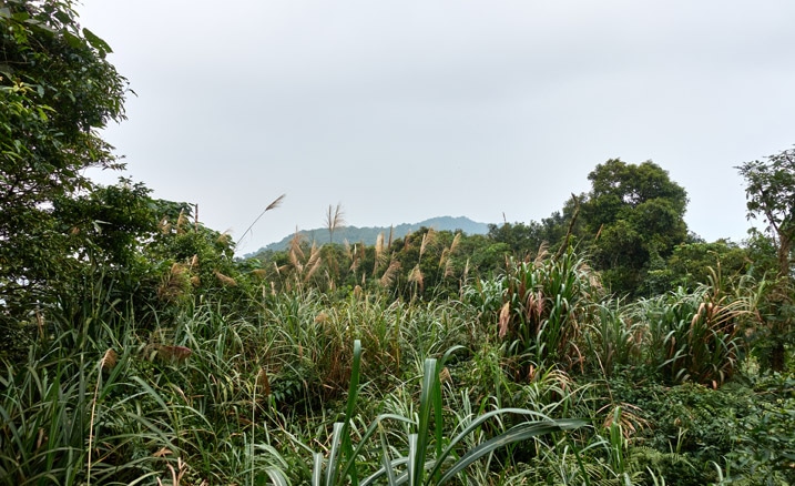 Tall grass and vegetation in foreground - tip of mountain peak in background - hazy