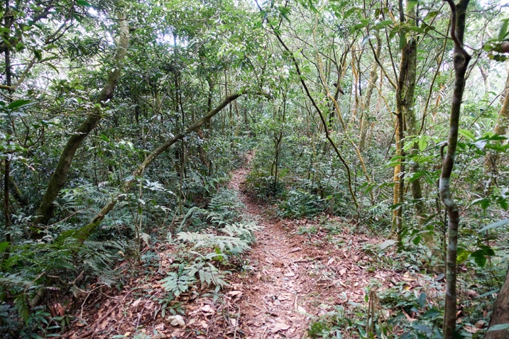 Flat single-track trail - trees and vegetation on either side