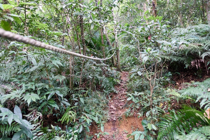 Trail going up mountain - rope on left side - trail in middle - lots of trees and plants