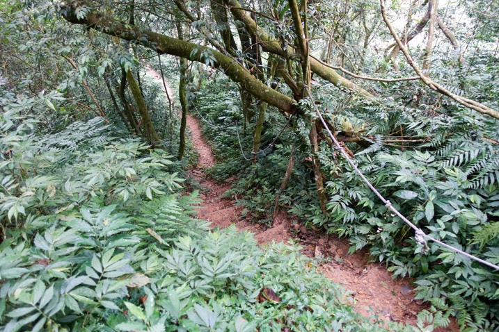 Wet dirt trail with trees and vegetation on either side - ropes attached to the trees