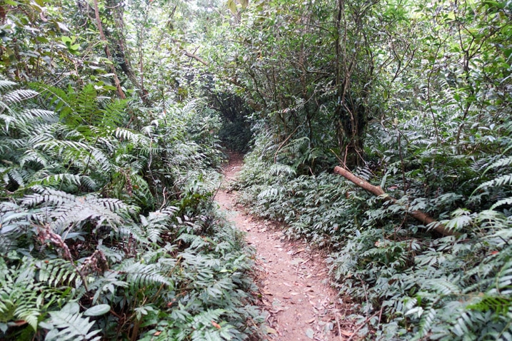 Wet dirt trail with trees and vegetation on both sides