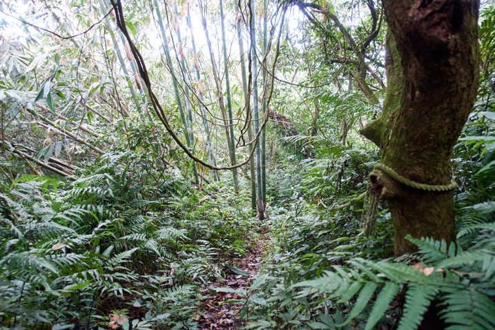 Jungle trail - bamboo trees in back - overgrowth all around - rope tied to tree on right