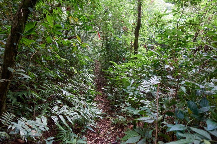 Trail going down mountain - jungle overgrowth on either side