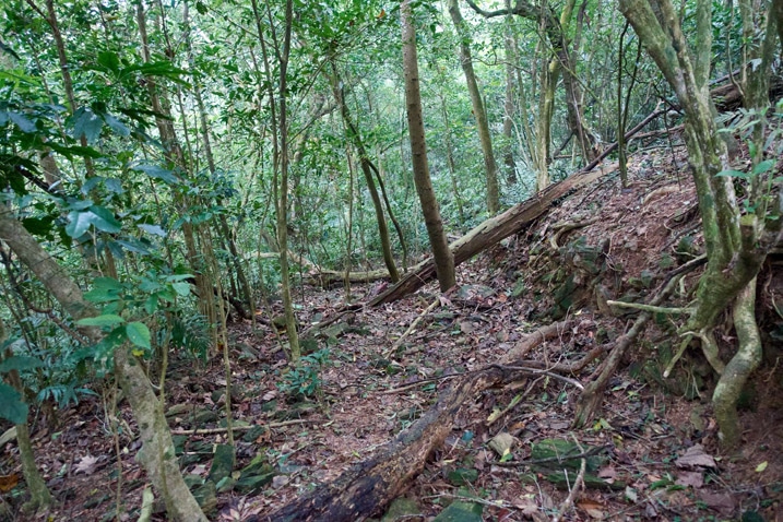 Mountain forest - trees in background - dirt embankment on right