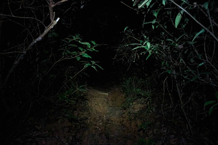 Dirt trail lit up by headlamp in the dark - very dark - vegetation on either side