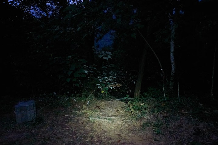 Trees and vegetation in dark lit up by headlamp - small concrete "stool" off to the left 