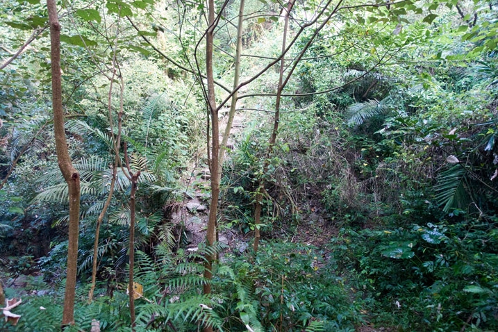 Trail leading up the side of a mountain - many trees and vegetation