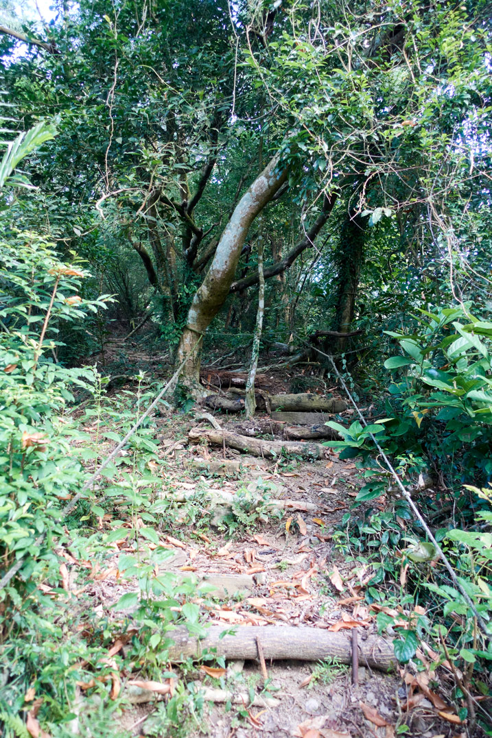 Hiking path up mountain - ropes on either side and stairs - many trees