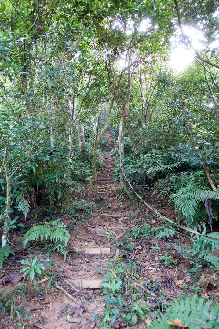 Hiking path up mountain - rope and steps made - many trees