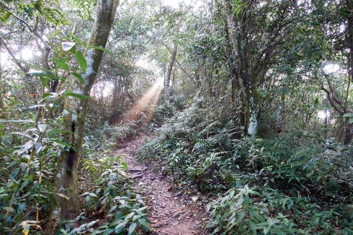 Mountain trail - trees and vegetation on either side - sunbeam breaking through the canopy