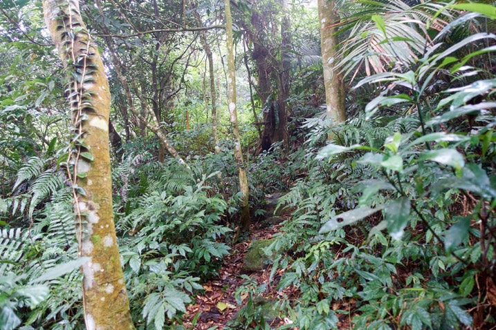 Mountain trail - Many trees and plants on either side
