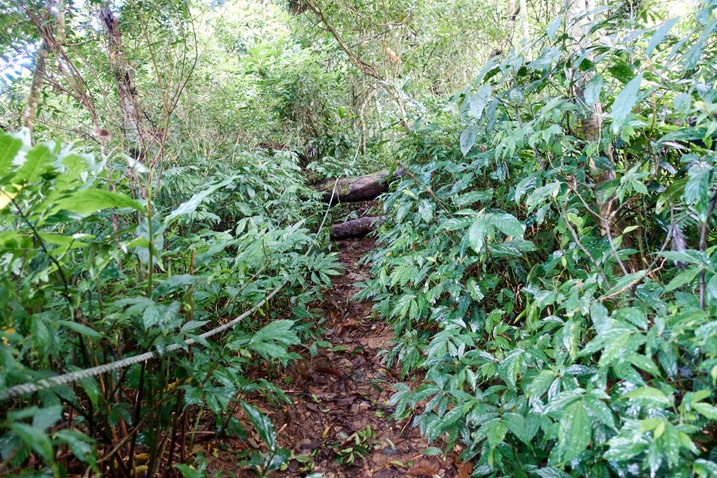 Trail going up mountain - rope - a lot of vegetation