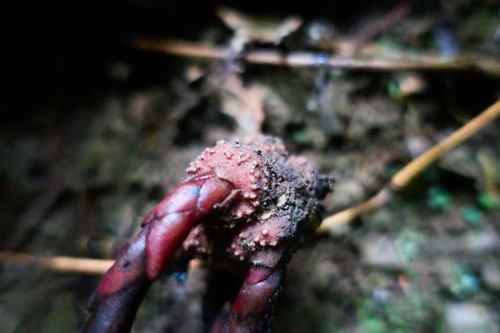 Closeup of an unusual purple and black plant that looks like a root