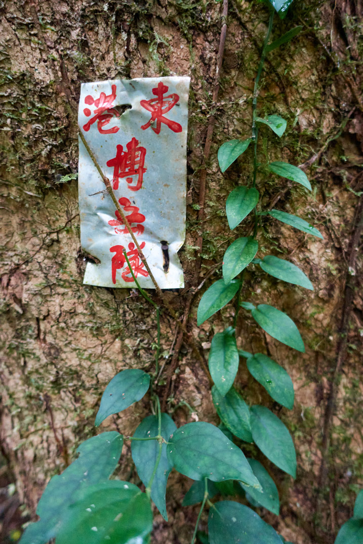 Metal sign attached to tree with red Chinese characters written on it - vine growing on tree