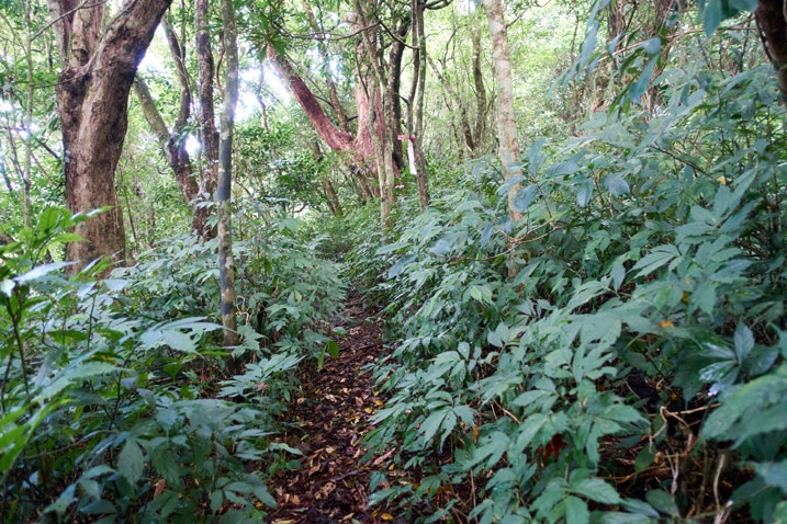 Single track trail with vegetation on either side - trees in background