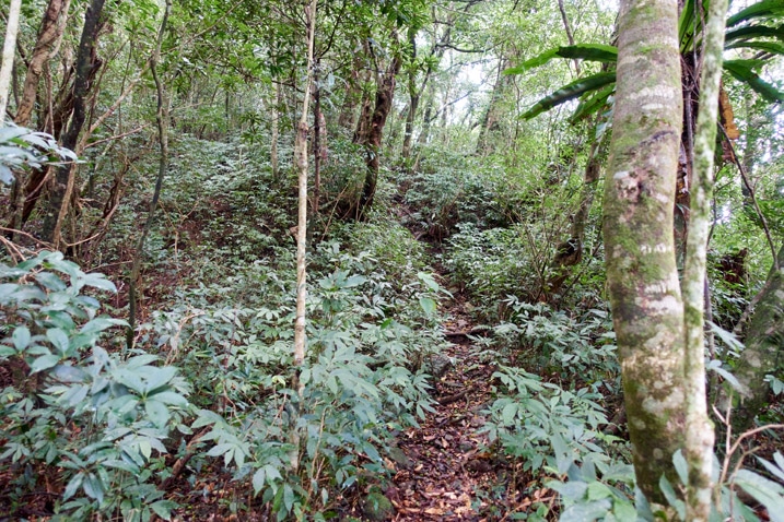 Single track mountain trail with vegetation and trees on either side