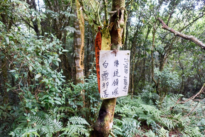 White sign with chinese writing attached to a tree - yellow and red ribbons attached to tree - many trees behind