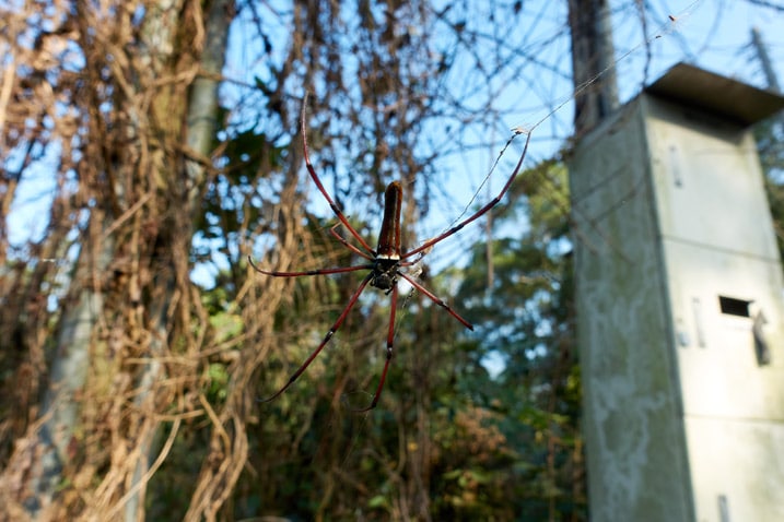 Closeup of red golden orb-weaver spider on web