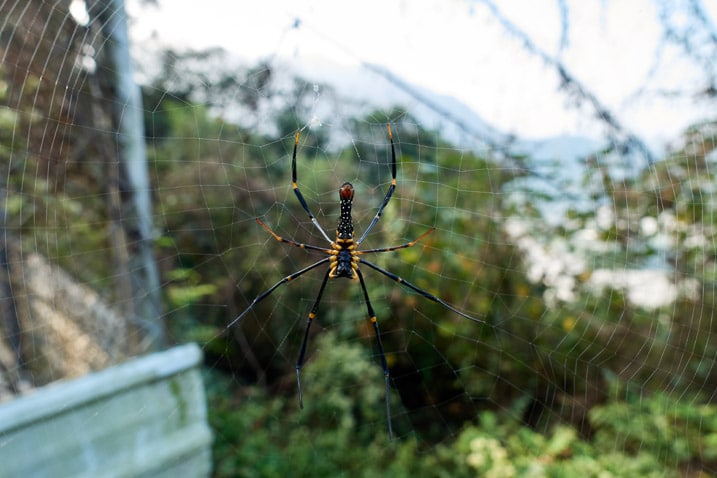 Closeup of golden orb-weaver spider on web