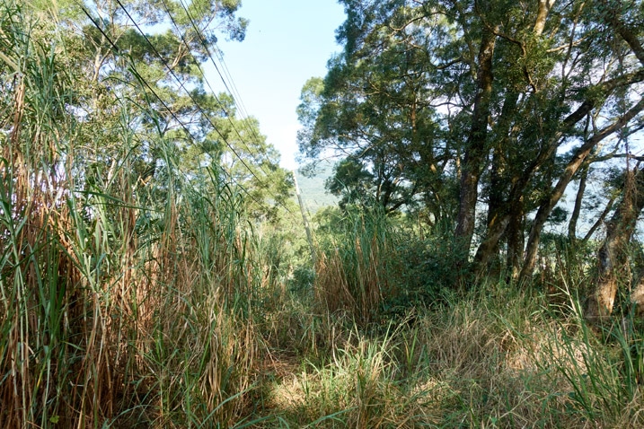 Mountain ridge with tall grass and trees on either side