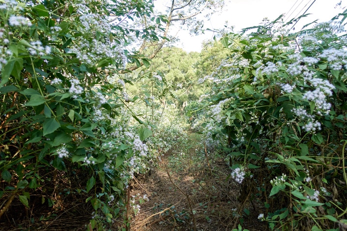 Path on mountain ridge with white flowery plants on either side