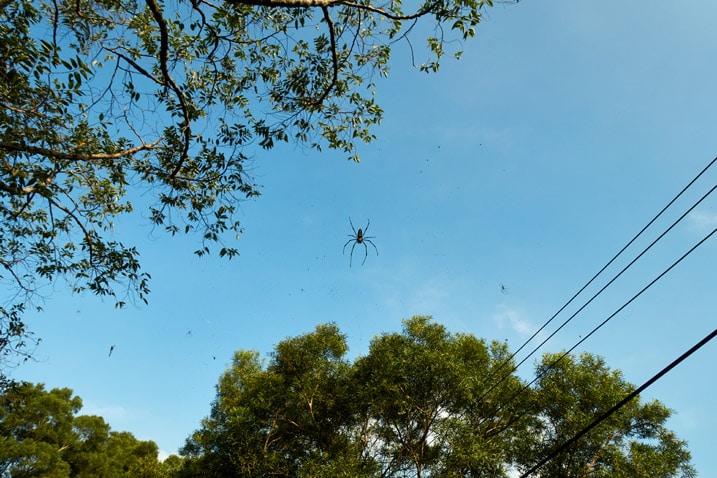 Golden orb-weaver spider on web high up in the trees
