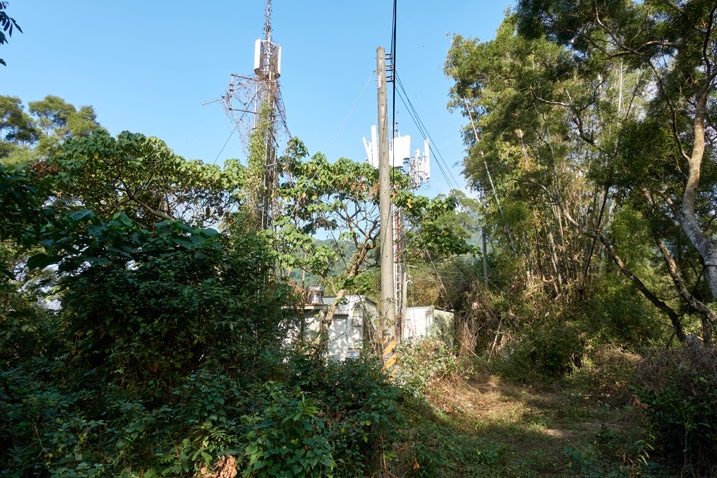 Cellphone tower mixed in with trees and plants on mountain ridge