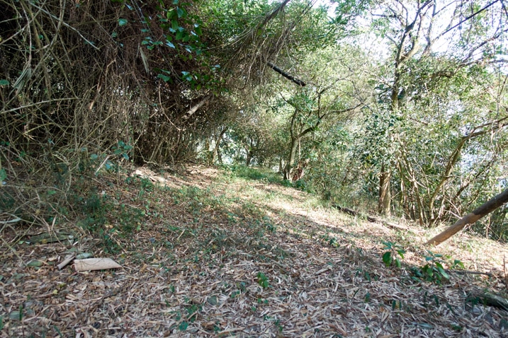 Open short grassy area - trees on left side and in background