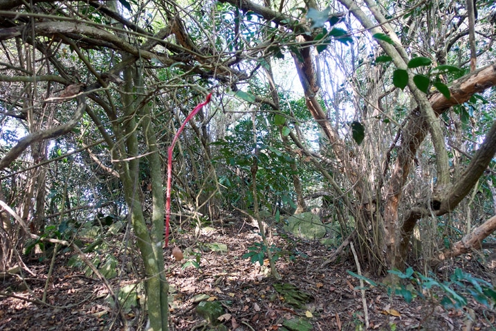 Long, red ribbon attached to tree - large tangle of small trees and vines