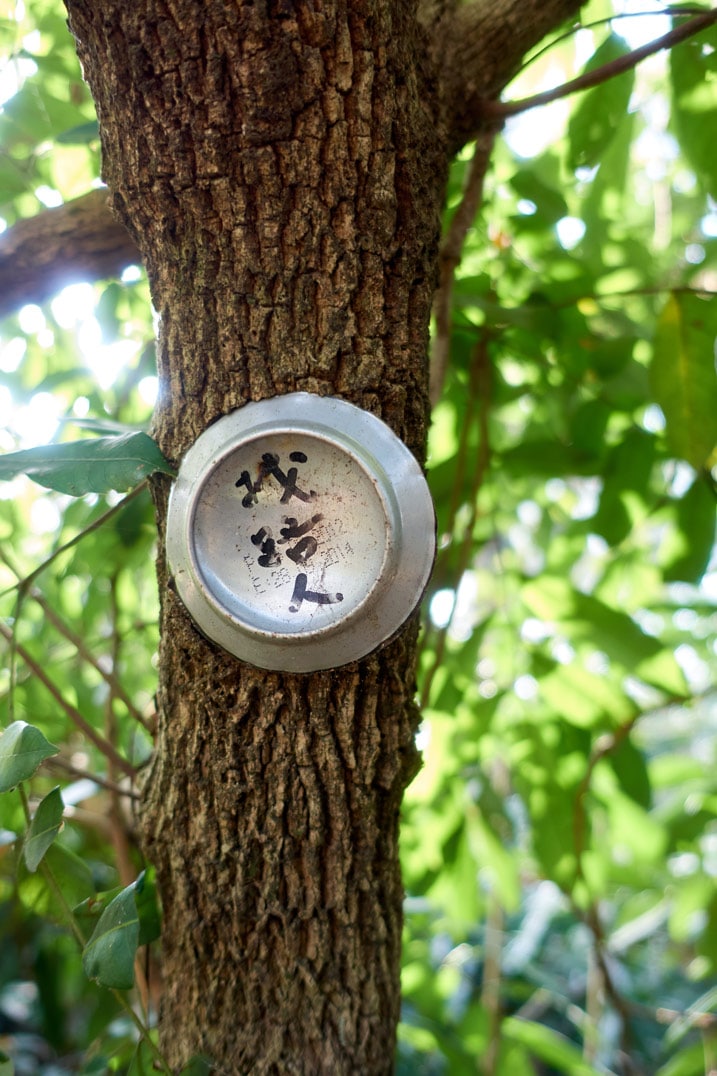 Bottom of soda can with Chinese writing on it attached to tree
