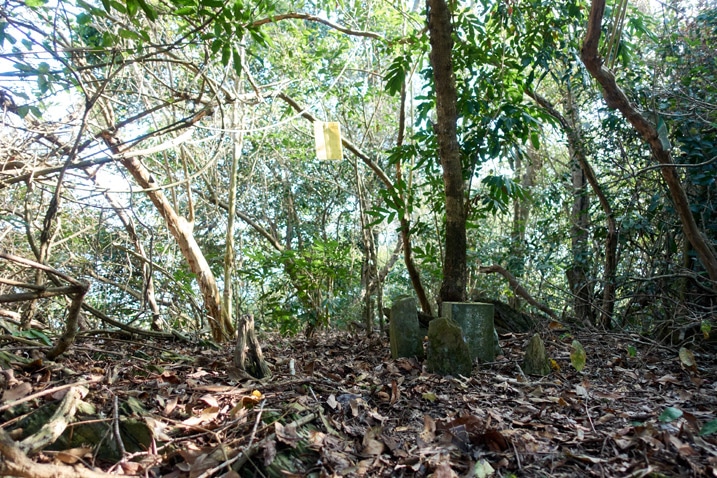 DaLaiShan North Peak - 達來山北峰 - Peak marker stone - leaves all over the ground and trees all around