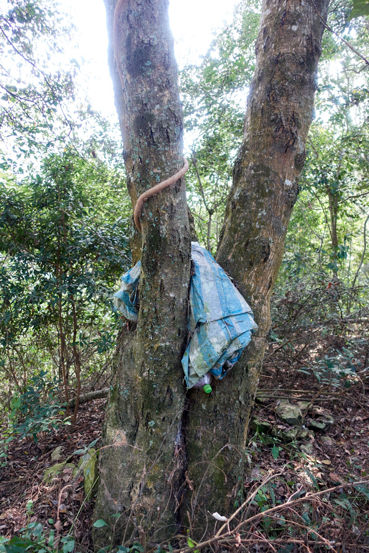 Blue and white striped tarp jammed between two trees 