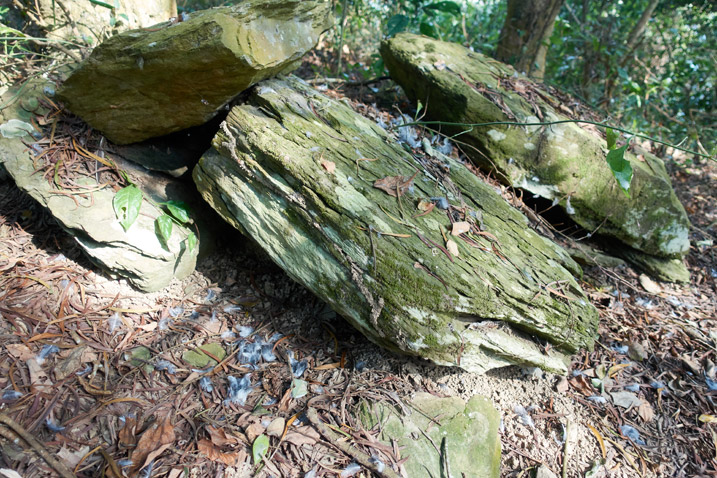 Several boulders with bird feathers scattered about them and the ground