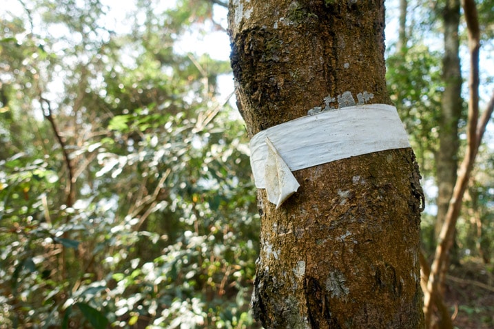 White tape wrapped around tree as a trail marker