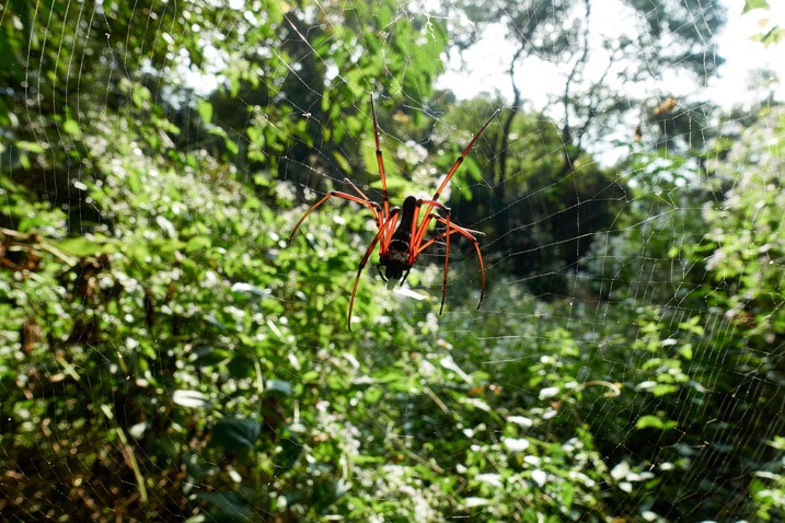 Closeup of red golden orb-weaver spider eating on its web
