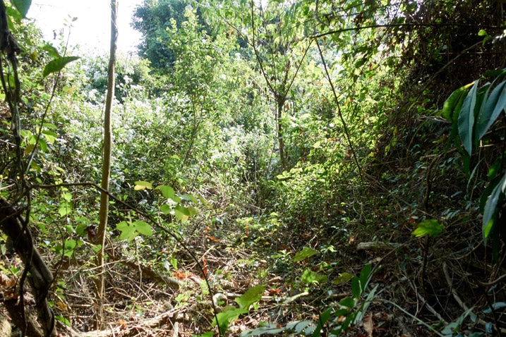 Mountain ridge jungle - many trees and plants all over