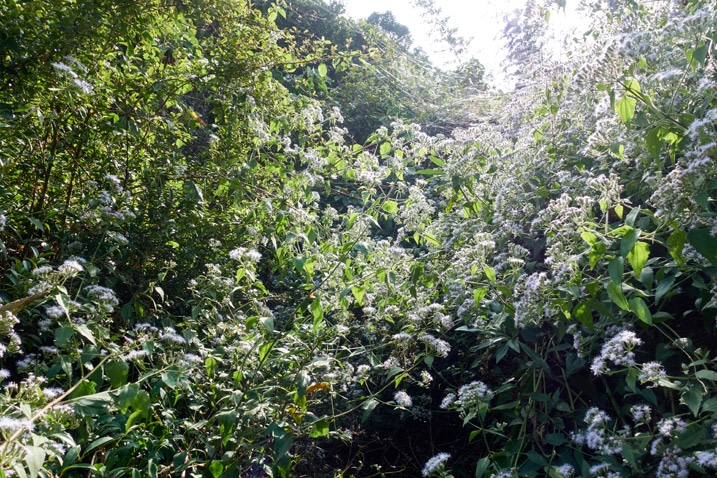 Mountain ridge jungle - many flowery plants
