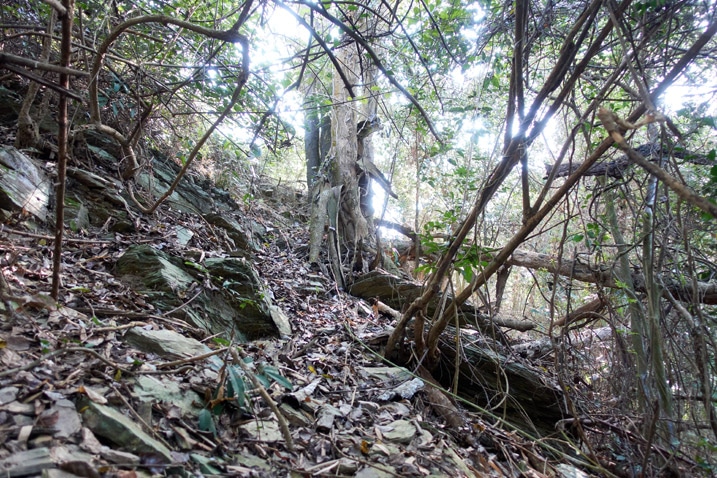 Mountain ridge trail barely visable - rocks and trees all over