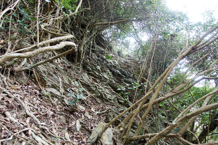 Rocky trail with lots of little trees and vines on either side