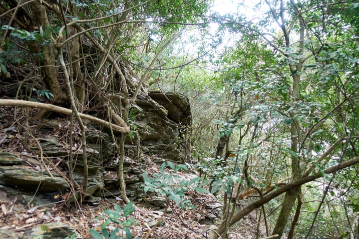 Rocky ridge trail - trees and vines all over