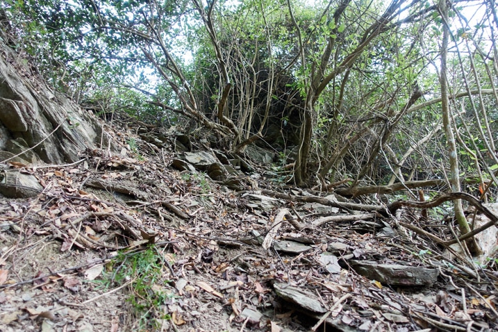 Rocky mountain ridge trail - trees and vines in background