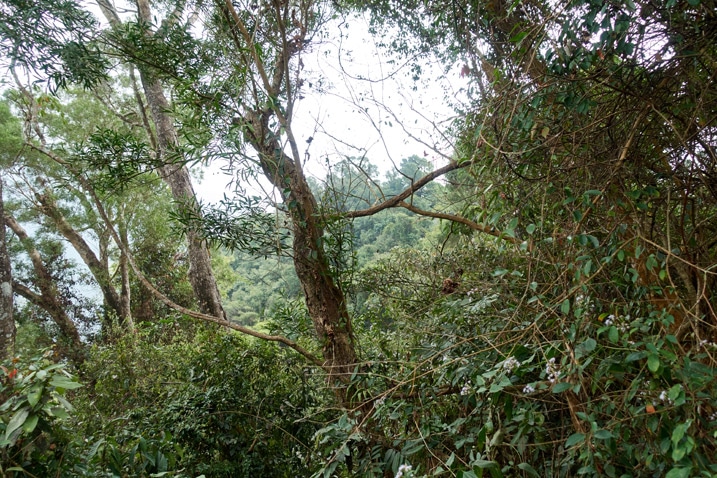 Jungle mountain ridge - lots of trees, vines, and vegetation