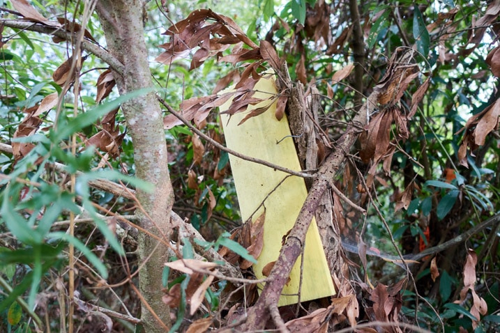 Yellow sign long faded blank attached to a tree - dead leaves in front of sign