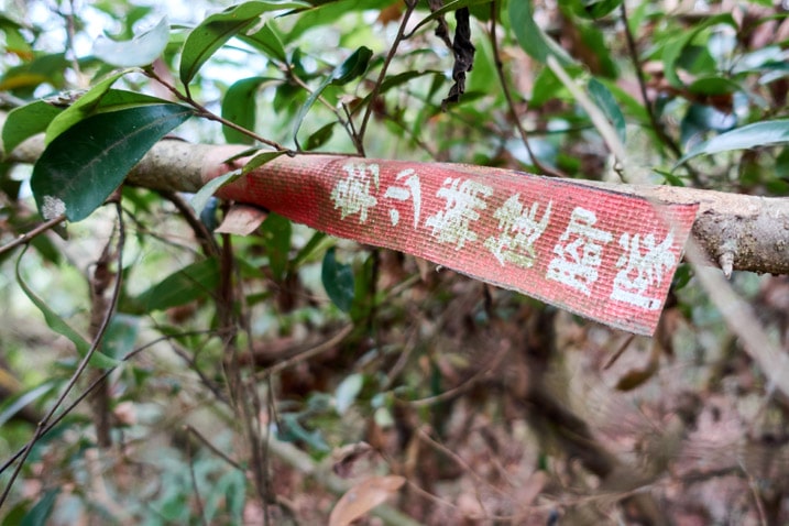 Old red ribbon with white chinese writing attached to tree