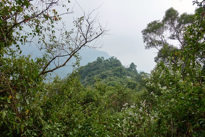 Small mountain peak nearby - trees in foreground
