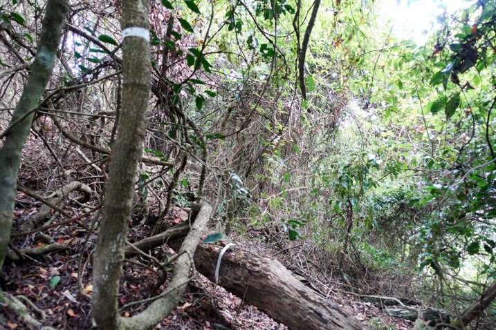 Mountain ridge jungle of entangled trees and vines