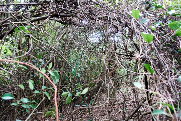 Mountain ridge jungle of entangled trees and vines