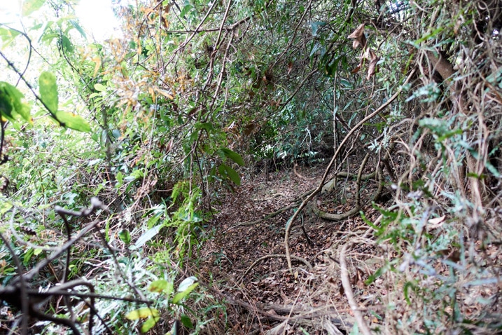 Mountain ridge jungle of entangled trees and vines