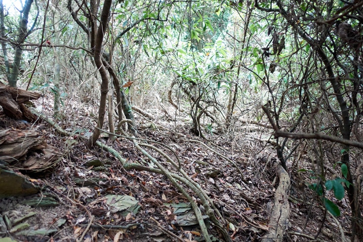 Mountain ridge jungle of entangled trees and vines