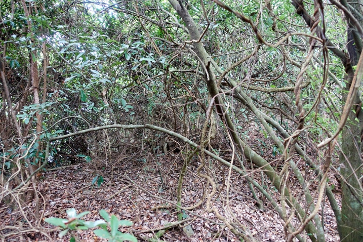 Mountain ridge jungle of entangled trees and vines